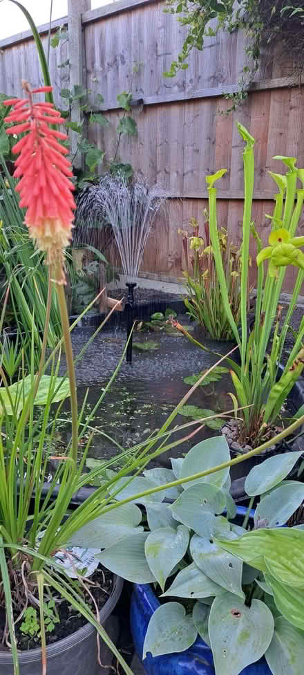 Photo of free Garden Blagdon Pond with pump and habitants (Ludlow SY8) #2