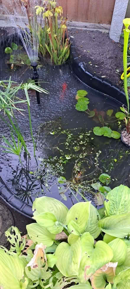 Photo of free Garden Blagdon Pond with pump and habitants (Ludlow SY8) #3