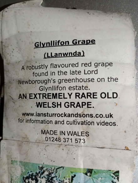 Photo of free Grape Vine (rare Welsh) (Presteigne LD8) #1