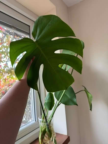 Photo of free 2x monstera rooted cuttings (Kensington W8) #1