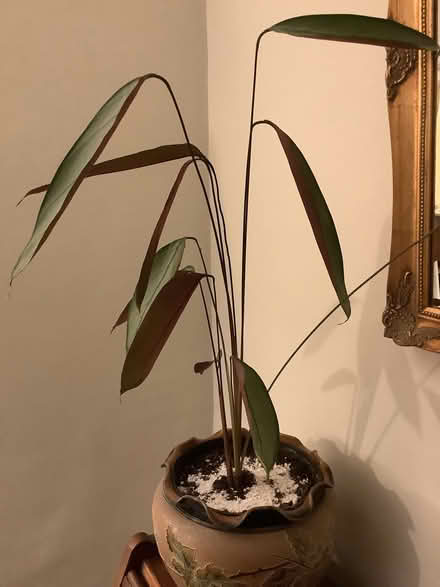 Photo of free Elegant house plant (Leasgill LA7) #1