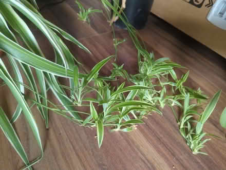 Photo of free Baby spider plants (Themesmead SE28) #1
