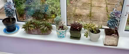 Photo of free Succulent plants (Fordwich) #1
