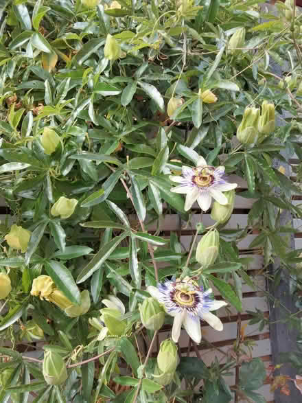 Photo of free Passion Flower (Shenley Lodge MK5) #2