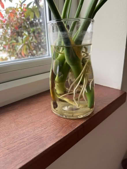 Photo of free 2x monstera rooted cuttings (Kensington W8) #3