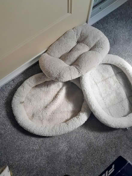 Photo of free Various cat beds (St Austell) #1