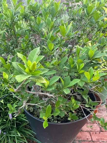 Photo of free Gardenia plant (Bloomfield) #1
