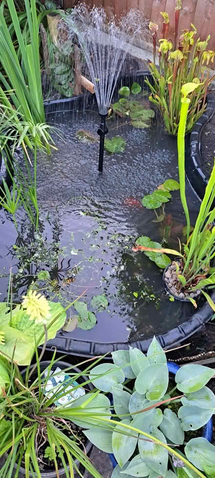 Photo of free Blagdon pond (Ludlow SY8) #2