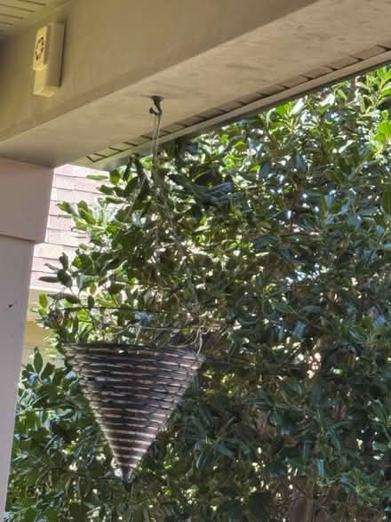Photo of free Hanging baskets (W Cary near Green Hope High) #3