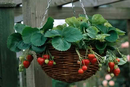 Photo of free STRAWBERRY PLANTS/ RUNNERS. Bare root (Jesmond) #4