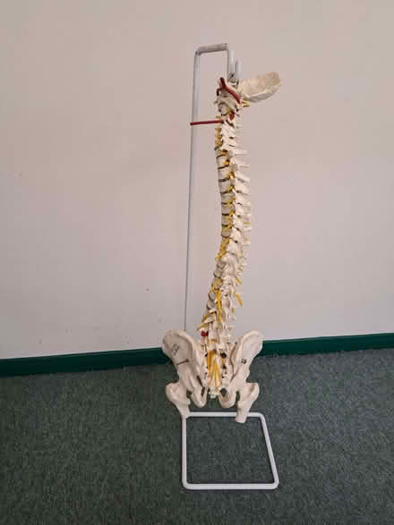 Photo of free plastic full size spine on a stand (Woodingdean BN2) #1