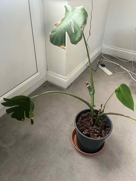 Photo of free plant (Penge SE20) #1