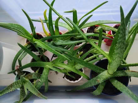 Photo of free Aloe Plants and Books (Hamilton, NJ) #2