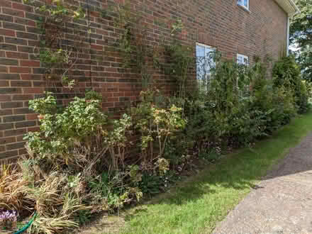 Photo of free 6 year old hedging plants (Farnham, GU9) #2