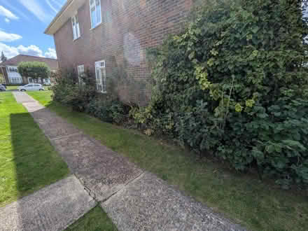 Photo of free 6 year old hedging plants (Farnham, GU9) #1
