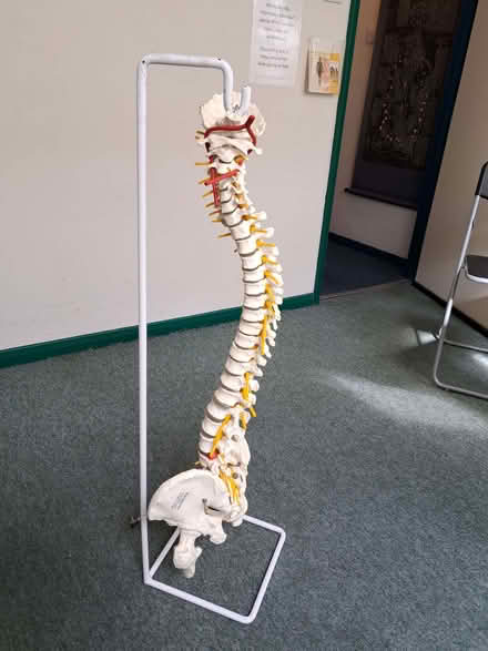 Photo of free plastic full size spine on a stand (Woodingdean BN2) #2