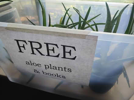Photo of free Aloe Plants and Books (Hamilton, NJ) #1