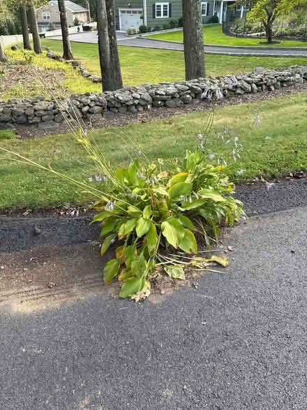Photo of free Curb alert: hosta (Ossining) #1