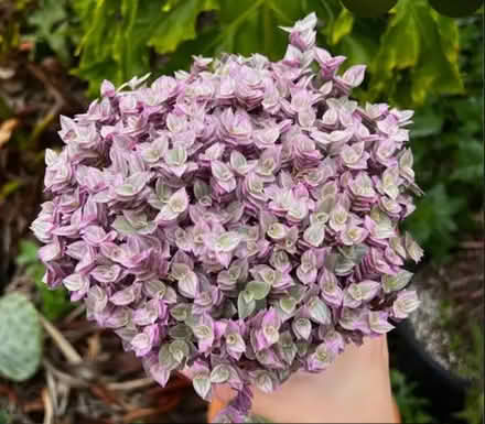 Photo of free Creeping inch plant (Odenton) #1