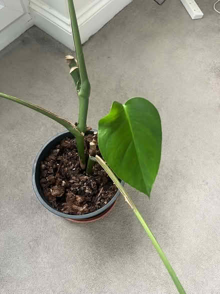 Photo of free plant (Penge SE20) #2