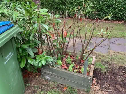 Photo of free Cherry laurel shrubs (evergreens) (West Molesey.) #1