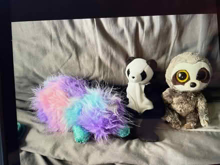 Photo of free Ty teddy bundle (Thringstone LE67) #1