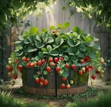 Photo of free STRAWBERRY PLANTS/ RUNNERS. Bare root (Jesmond) #3