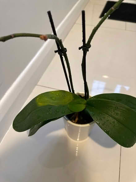 Photo of free Orchid plant & cover pot (CO4 9 Colchester) #1