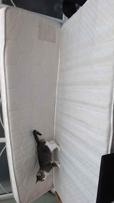 Photo of free Single mattress x2 (Wistaston CW2) #2