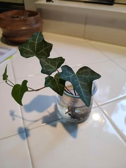 Photo of free English Ivy well (Odenton) #1