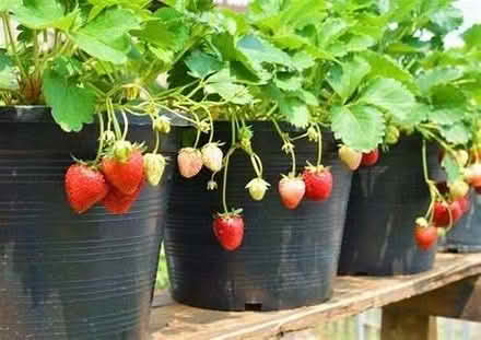 Photo of free STRAWBERRY PLANTS/ RUNNERS. Bare root (Jesmond) #2