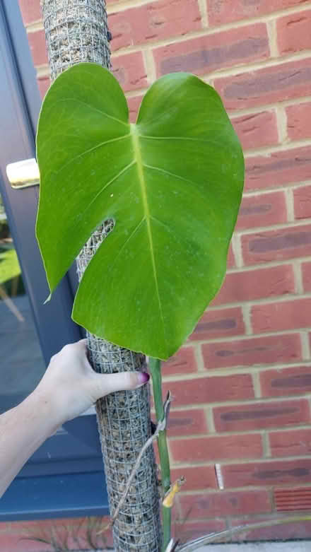 Photo of free Monstera with moss pole (Me13) #3