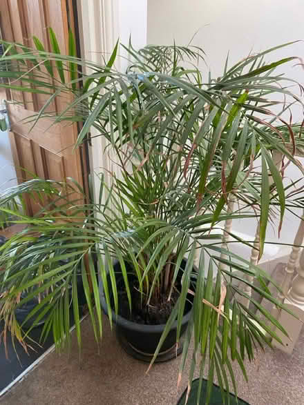 Photo of free Big Areca Palm (Lower Clapton E5) #1