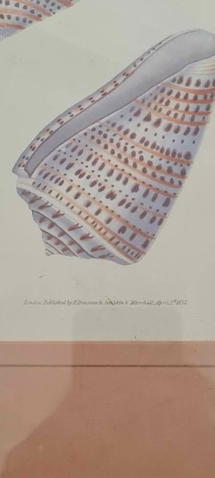 Photo of free Framed Shell drawing print (The Camp AL4) #2