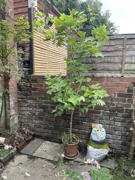 Photo of free Tulip Tree (Fratton PO1) #1