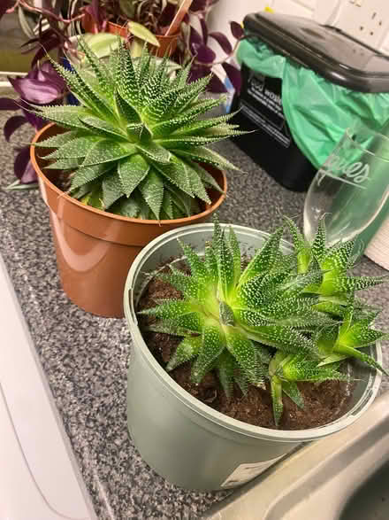 Photo of free 2 healthy succulents (Southdown) #1