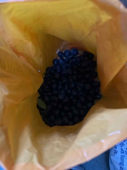 Photo of free 2 kilos of fresh damsons (Shenley Fields B29) #1