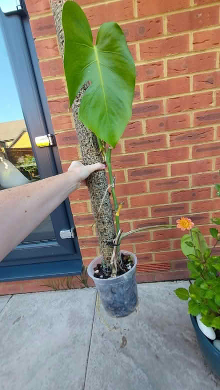 Photo of free Monstera with moss pole (Me13) #1