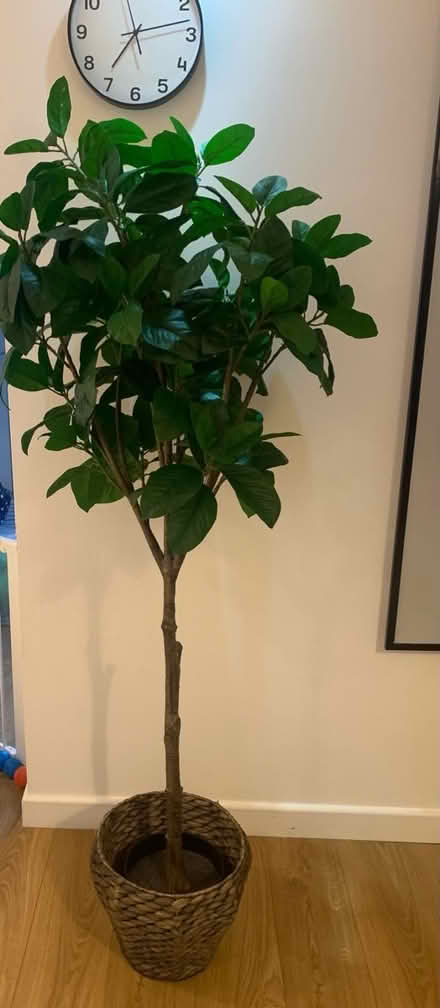 Photo of free Artificial plant (Sheffield) #1