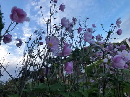 Photo of Japanese Anenome Plant (Parkham Hill TQ5) #1