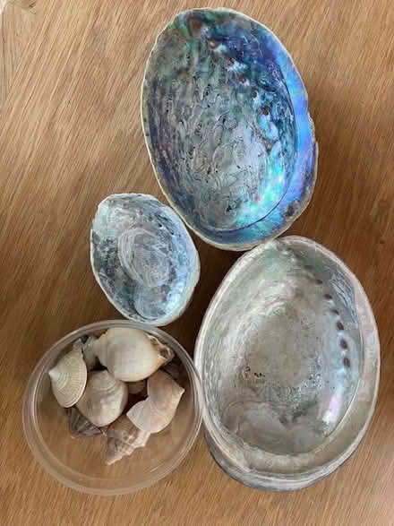 Photo of free Shells (Northway OX3) #1