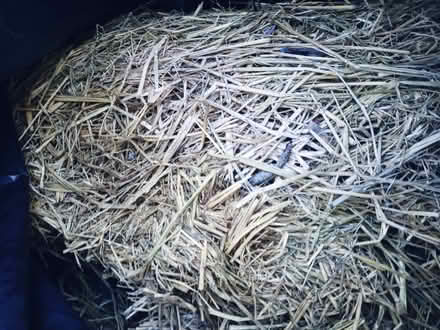 Photo of free Loose Straw (Oakland) #1
