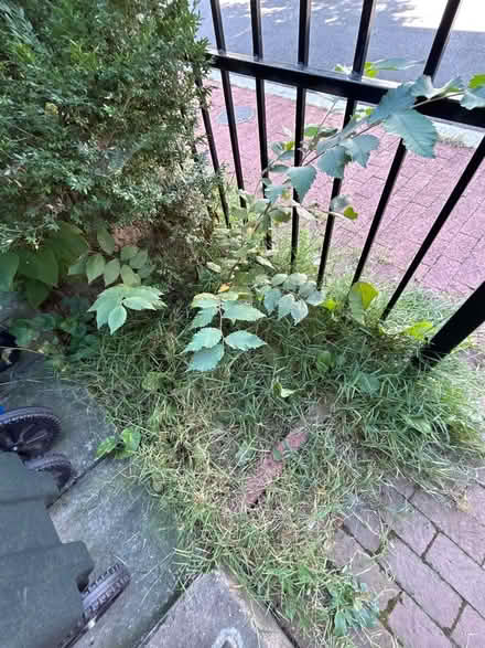 Photo of free Rooted hydrangeas (Adams Morgan, DC) #1