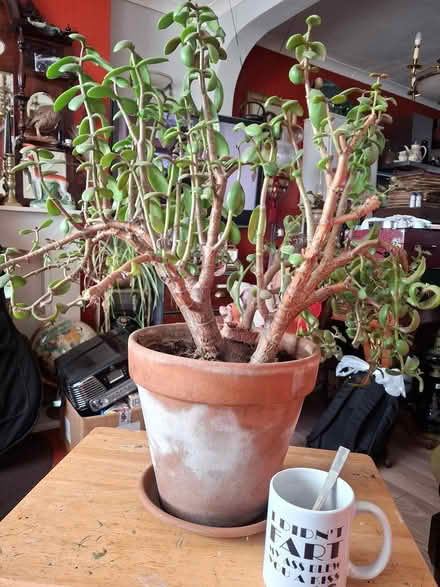Photo of free Jade plant (large) (Doncaster DN5) #1