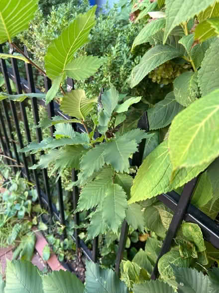 Photo of free Rooted hydrangeas (Adams Morgan, DC) #2