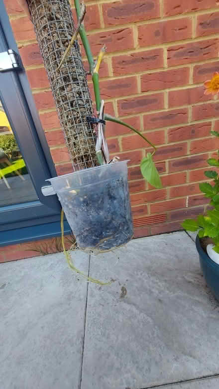Photo of free Monstera with moss pole (Me13) #2