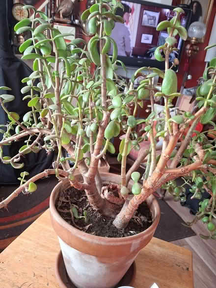 Photo of free Jade plant (large) (Doncaster DN5) #2