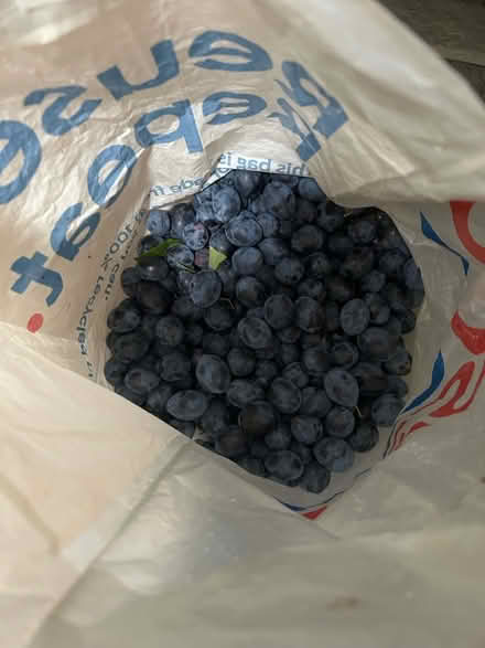Photo of free 2 kilo fresh picked damsons (Shenley Fields B29) #1