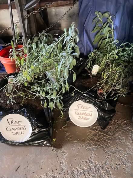 Photo of free 2 Garden Sage Plants (Chicago - West Town) #1