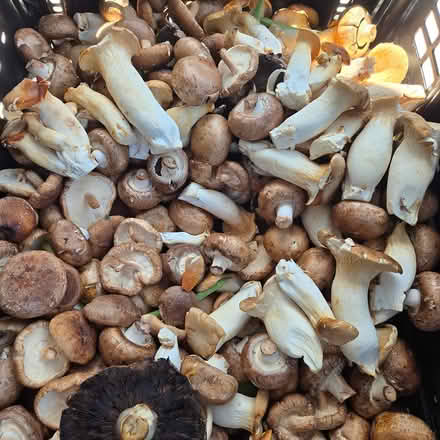 Photo of free Mushrooms (Chiquita Av MtnVw) #1